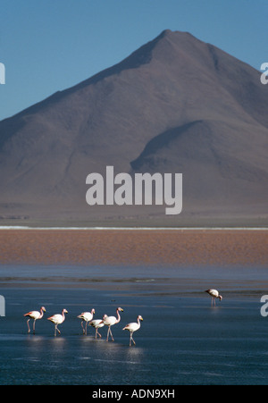 Laguna Colorada - Reserva Nacional de Eduardo Avaroa Bolivien Stockfoto
