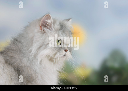 Perserkatze, silber shaded Tortie Stockfoto