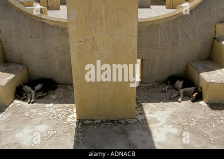 Indien Rajasthan Jaipur Jantar Mantar Royal Observatory abgestimmt paar Hunde schlafen im Schatten der Mitte Tag Wärme Stockfoto