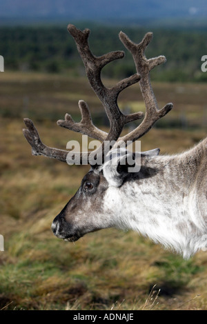 Eine Erwachsene Rentier Carabou Richtungskontrolle an Kopf und Hals mit vollen samt auf das Geweih Stockfoto