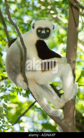 Coquerel Sifaka Lemur (Propithecus Coquereli) WILD, Ankarafantsika Nationalpark Ampijoroa Reserve, Madagaskar Stockfoto