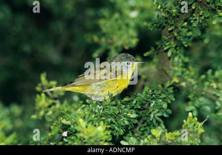 Nashville Warbler Vermivora Ruficapilla männlichen South Padre Island Texas USA Mai 2005 Stockfoto