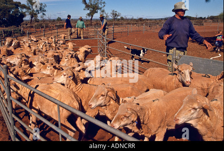 Ausarbeitung von Merino-Schafe [South Australia] Stockfoto