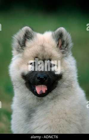 Eurasier, Welpe, 14 Wochen Stockfoto
