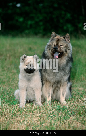 Eurasier mit Welpe, 14 Wochen Stockfoto