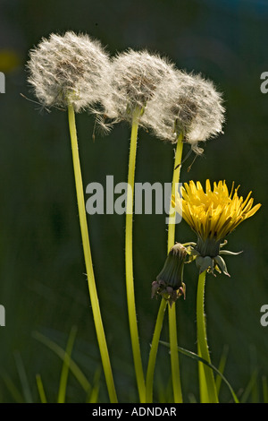 Löwenzahn (Taraxacum Officinale) Samenköpfe und Blume, Nahaufnahme Stockfoto