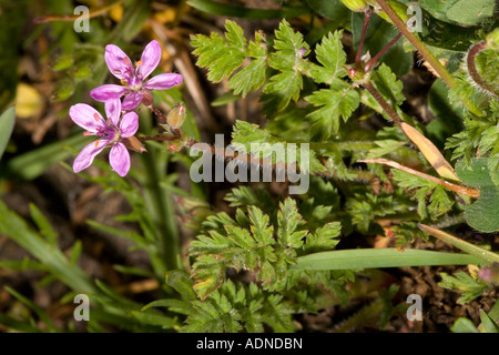 Storchschnabel, Erodium cicutarium Stockfoto