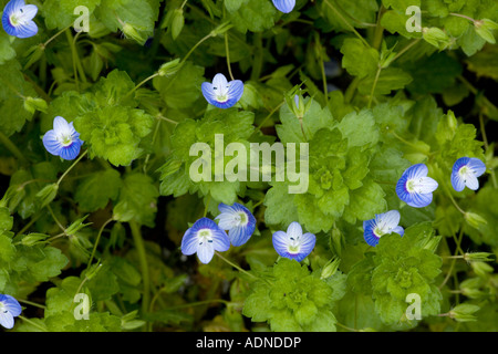 Gemeinsamen Feld Ehrenpreis (Veronica Persica), Nahaufnahme Stockfoto