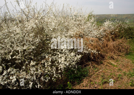 Blackthorn Hecke Prunus Spinosa Corfe gemeinsame Dorset Stockfoto