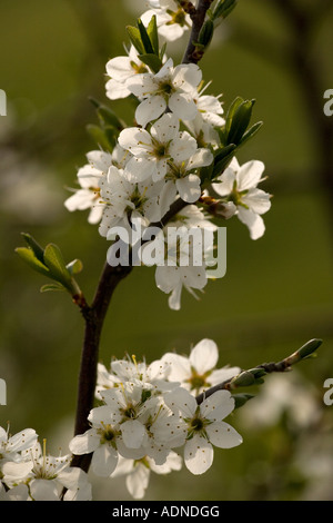 Schlehe Prunus Spinosa in Blüte Dorset Stockfoto