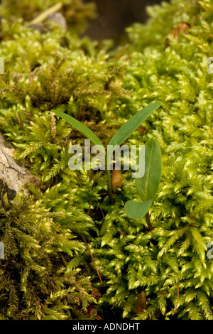 Asche-Sämlinge unter Moos Fraxinus Excelsior Peak District Stockfoto