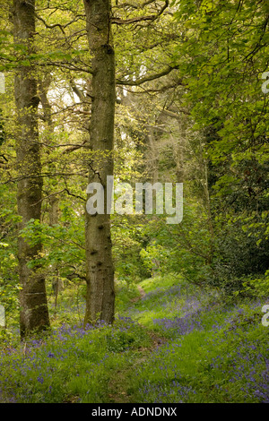 Weg durch Bluebell Holz (Hyacinthoides non Scripta) in der Nähe von Bala, North Wales, UK Stockfoto