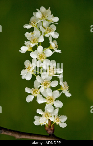 Vogel-Kirsche (Prunus Padus) in Blüte, Nahaufnahme, Seenplatte, Cumbra, England, UK Stockfoto