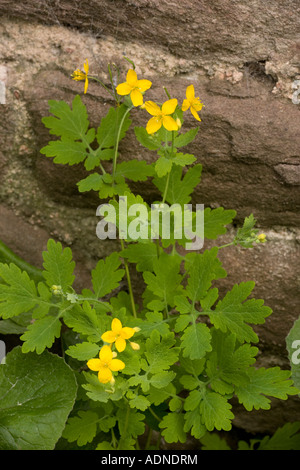 Schöllkraut Chelidonium majus Stockfoto
