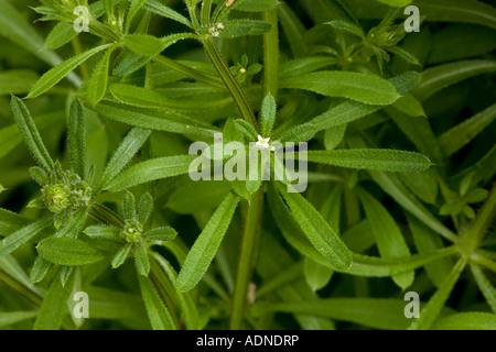 Hackmesser (Galium Aparine) in Blüte, Nahaufnahme Stockfoto