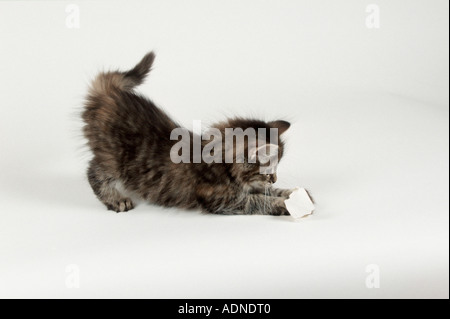 Norwegische Waldkatze, Kätzchen, 8 Wochen Seite Stockfoto