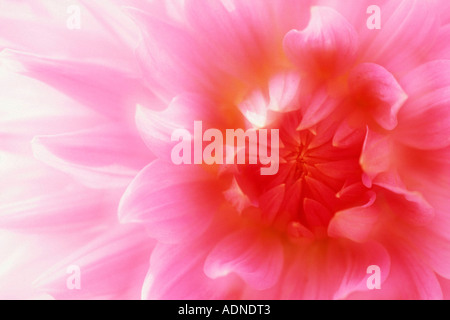 Dahlie, Blüte Detail (Dahlia Spec.) Stockfoto