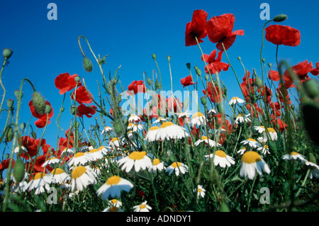 Gemeinsamen Mohn und Kamille, Neusiedler See, Österreich (Papaver Rhoeas) Stockfoto