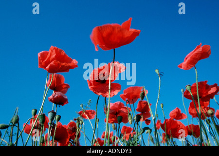 Gemeinsamen Mohn, Neusiedler See, Österreich (Papaver Rhoeas) Stockfoto