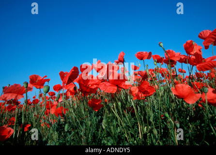 Gemeinsamen Mohn, Neusiedler See, Österreich (Papaver Rhoeas) Stockfoto