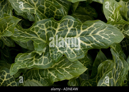 Lords and Ladies (Arum italicum ssp pictum) Nahaufnahme Stockfoto