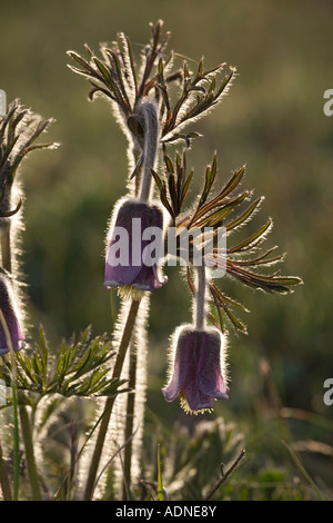 Kleinen Kuhschelle (Pulsatilla Pratensis) Abend Licht, Schweden, Europa Stockfoto