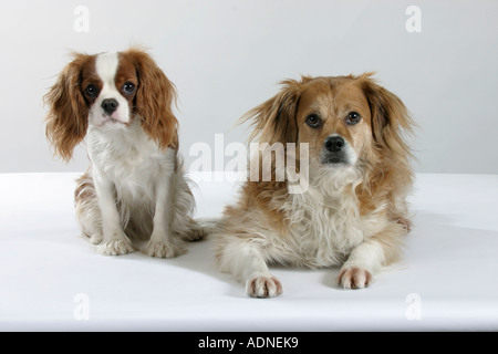 Mischling Hund und Cavalier King Charles Spaniel Stockfoto