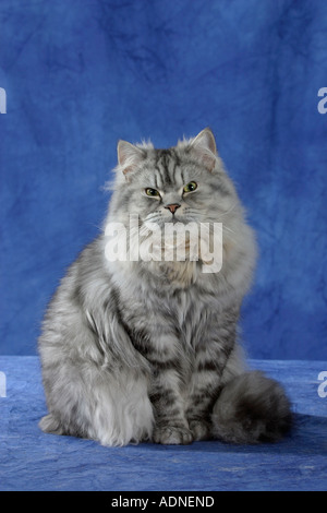 Perserkatze, Silber-Tabby Stockfoto