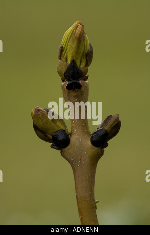 Gemeinsamen Esche (Fraxinus Excelsior) Zweig mit Knospen nur brechen, Nahaufnahme Stockfoto