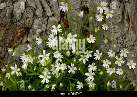 Großstitchwort, Stellaria holostea Geläufige Waldlandschaft in Großbritannien Stockfoto