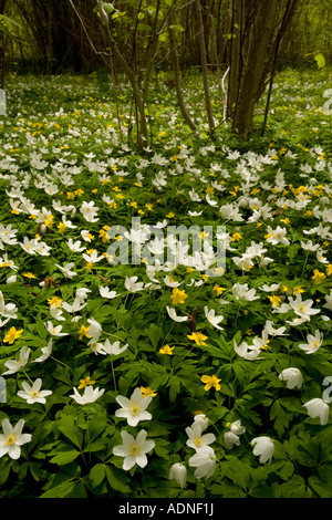 Massen von Holz Anemonen Anemone Nemorosa und gelbe Anemonen Anemone Ranunculoides in alten Wäldern Südschwedens Stockfoto