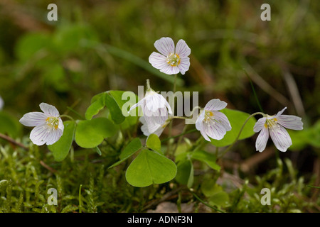 Sauerklee (Oxalis Acetosella) close-up, UK Stockfoto