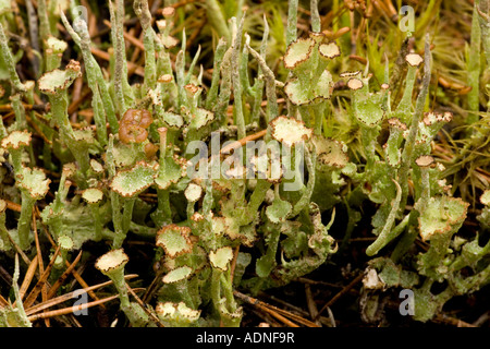 Eine Fruchtbildung Flechte Cladonia sp Stockfoto
