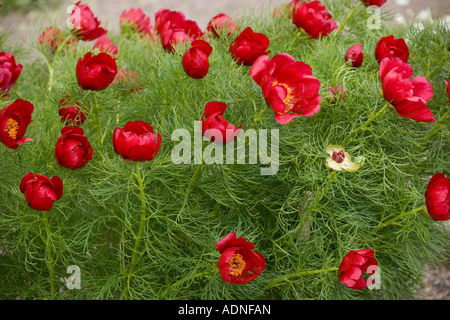 Farn Blatt Paeony (Paeonia Tenuifolia) close-up, Griechenland, Europa Stockfoto