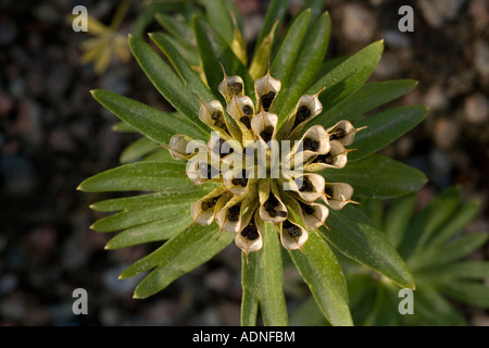 Winter Aconite (Eranthis hyemalis) in fruit, close-up, Greece, Europe Stockfoto