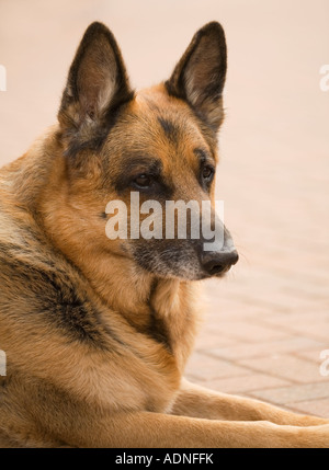 Porträt einer alten "Deutscher Schäferhund" Stockfoto