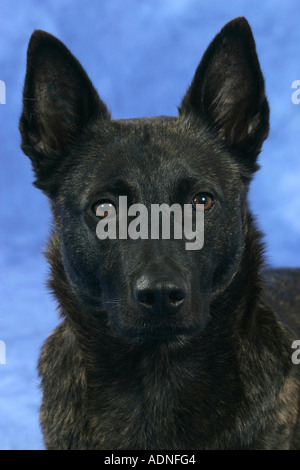 Holländischer Schäferhund Hollandse Herder Stockfoto