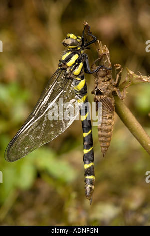 Düstere goldberingte Libelle, Cordulegaster bidentata, aus Nymphal Fall N Griechenland Stockfoto