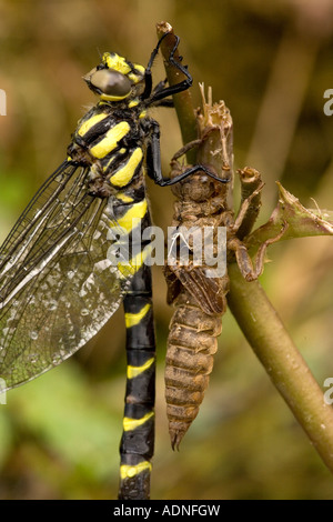 Düstere goldberingte Libelle, Cordulegaster bidentata, aus Nymphal Fall N Griechenland Stockfoto