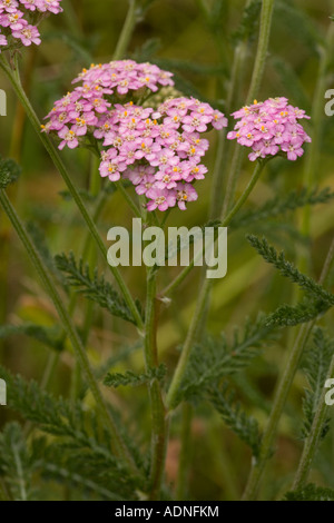 Schafgarbe rosa Formular Achillea Millefolium Küste von Dorset Stockfoto