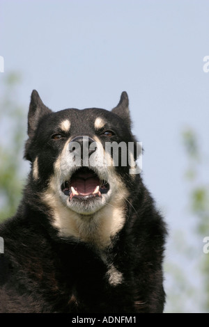 Rentier Herder Lapinporokoira beenden Stockfoto