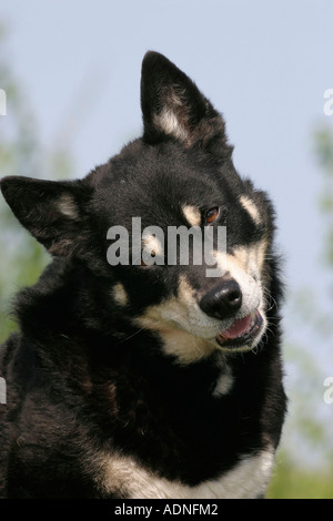 Rentier Herder Lapinporokoira beenden Stockfoto