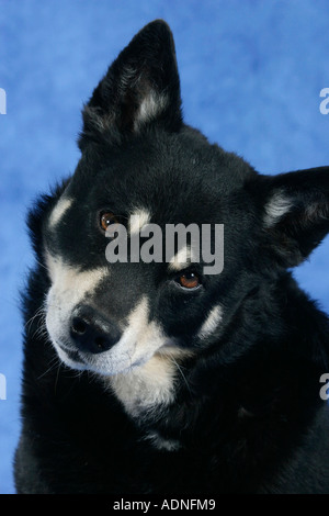 Rentier Herder Lapinporokoira beenden Stockfoto