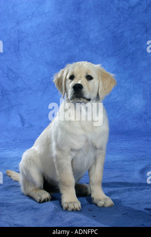 Golden Retriever, Welpen, 11 Wochen Stockfoto