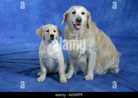 Golden Retriever mit Welpen, 11 Wochen Stockfoto