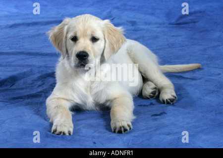 Golden Retriever, Welpen, 11 Wochen Stockfoto