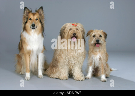 Mischlingshunde und Collie Stockfoto