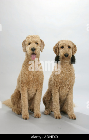 Standard Pudel, Aprikose, geschoren Stockfoto