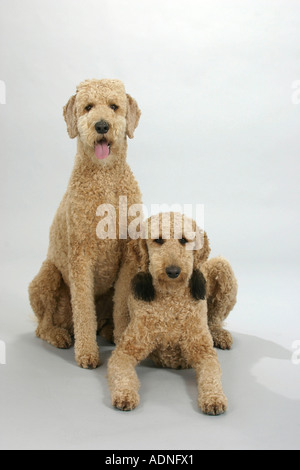 Standard Pudel, Aprikose, geschoren Stockfoto