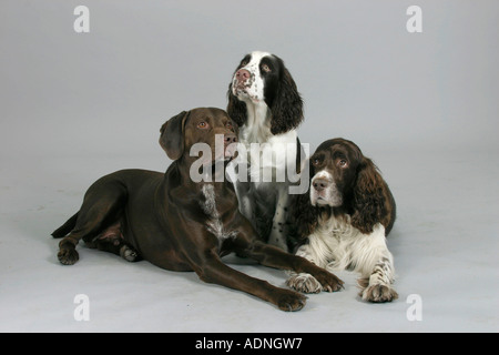 Deutscher Kurzhaariger Vorstehhund und English Springer Spaniel mit Welpen Stockfoto